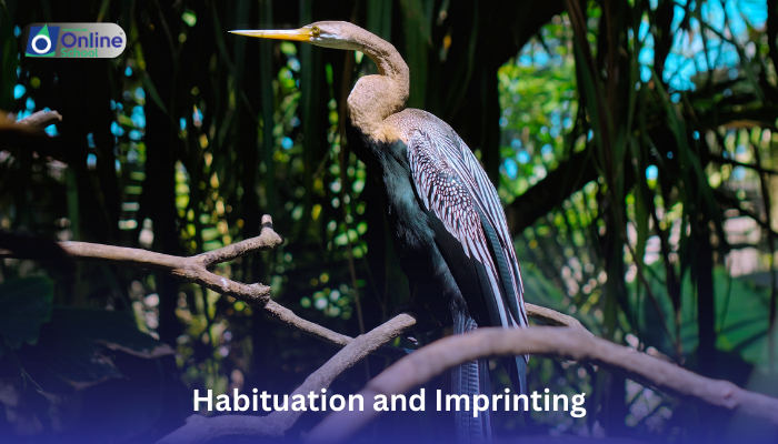 Lesson 13: Differentiation of Habituation and Imprinting